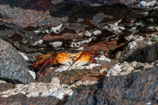 Australian coastal crab resting in a rocky crevice near Gracetown, Western Australia, with striking orange body, red legs and dark carapace surrounded by textured rocks.