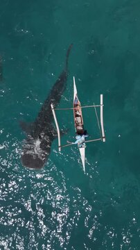 Whale shark swimming beside an outrigger boat in Oslob Cebu aerial