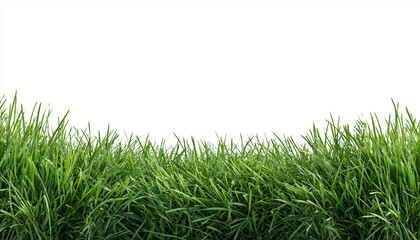 Fototapeta premium A clean white background bordered by lush green grass, ideal for spring or nature marketing designs.