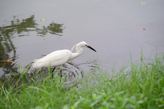 White egret bird standing in shallow water beside green grass, creating peaceful wetland wildlife scene