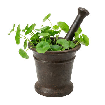 Fresh gotu kola leaves in a rustic mortar and pestle isolated on transparent background