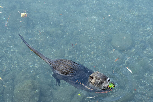 The Nutria