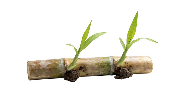 Sugarcane stem cutting with green sprouts isolated on transparent background