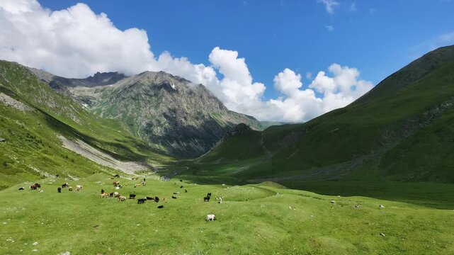Herd of cows grazing on a lush green meadow in a mountain valley under a blue cloudy sky