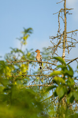 Eurasian hoopoe in trees © Axel