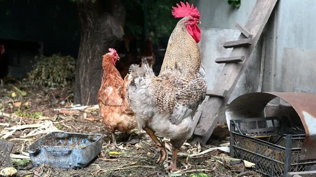 Rooster and hens walking in a rustic backyard poultry area. A large speckled rooster stands near a wooden ramp and old farm equipment, while brown hens move around under a tree. Rural life, farming 