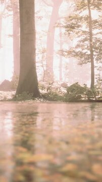 A forest scene shows tall trees with light shining through leaves. The ground is wet with water reflecting colors from foliage. The fog covers the area giving a soft look.