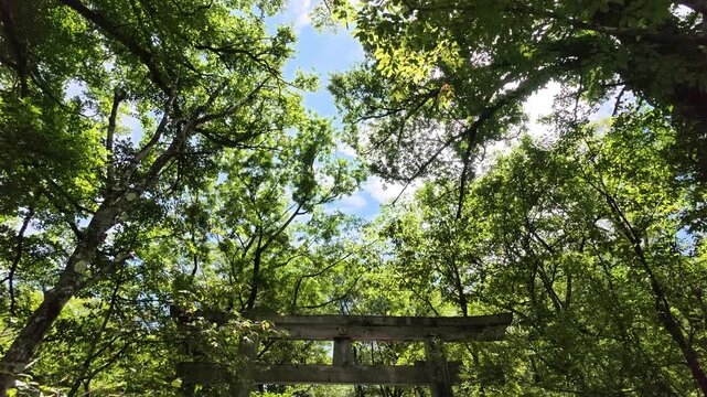 tree in the forest