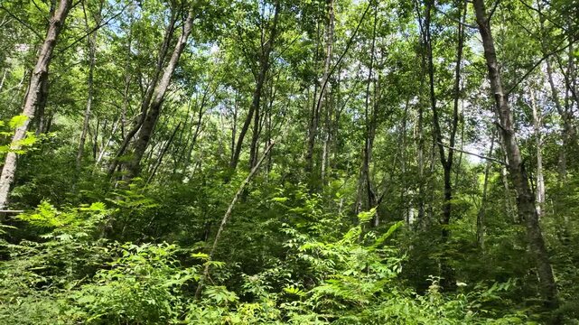 forest in the morning