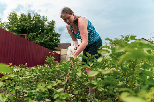 Woman tends potato plants in backyard garden, bending over soil with shovel under cloudy sky. Low angle view highlights green foliage, red fence, and calm rural home setting, with clear visible detail