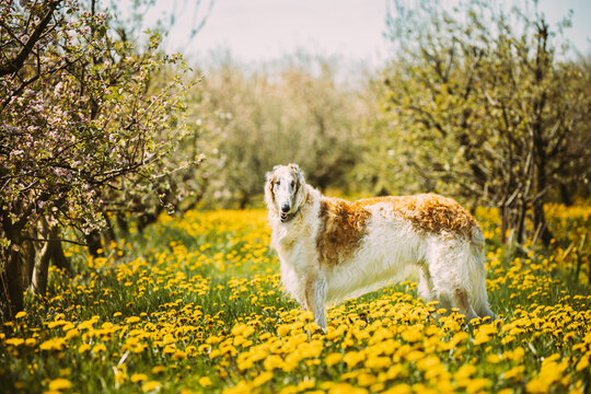 Russian Dog, Borzoi Looking At Camera In Summer Sunny Day. Russian Hunted Dog At Dandelion Meadow Or Field. Summer Season. Russkaya Psovaya Borzaya, Psovoi On Summer Grass