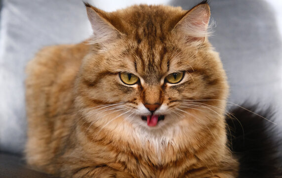 Portrait of a cat with disgruntled face, tongue out&nbsp;&mdash;&nbsp;the feline looks like it&rsquo;s making a comical grimace.