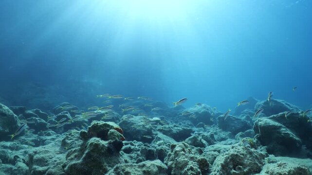Lessepsian  red sea mullets fish in Mediterranean sea underwater Mullus barbatus