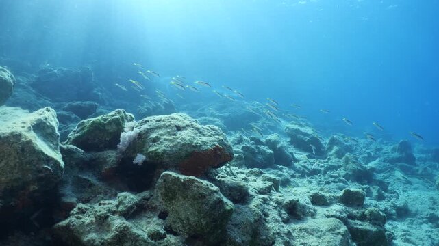 Lessepsian  red sea mullets fish in Mediterranean sea underwater Mullus barbatus