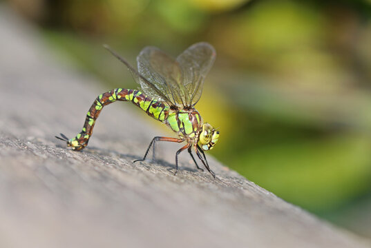 Blaugr&uuml;ne Mosaikjungfer - Southern Hawker