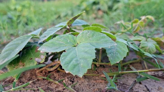 Three Lobe Wild Vine Creeping On Sandy Ground