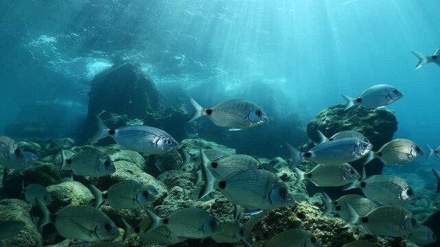 fish scenery underwater sun beams sun rays underwater mediterranean sea sun shine relaxing ocean scenery