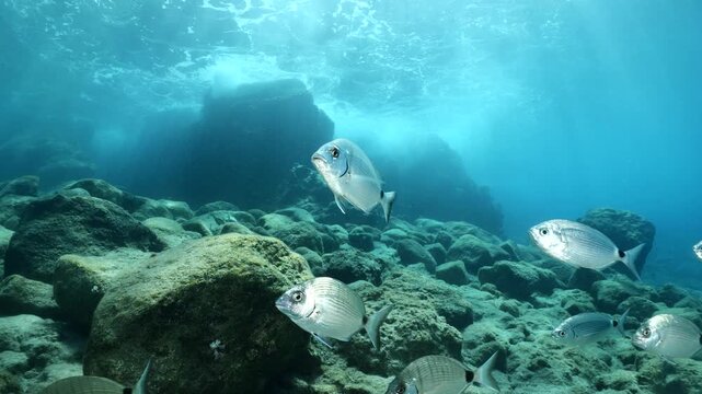 fish scenery underwater sun beams sun rays underwater mediterranean sea sun shine relaxing ocean scenery