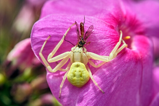 Ver&auml;nderliche Krabbenspinne ( Misumena vatia ).