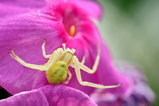 Ver&auml;nderliche Krabbenspinne ( Misumena vatia ).