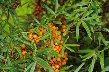 Ripe sea buckthorn berries on a branch - Hippophae rhamnoides, a natural superfood, medicinal plant, and bright harvest in a lush garden. © Yuliya