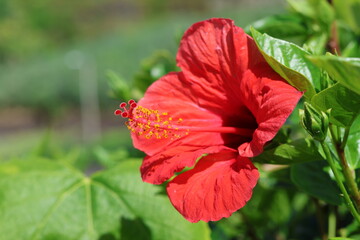 Gros plan sur une fleur d'hibiscus rouge intense (Hibiscus rosa-sinensis) avec étamine en détail © Joachim Martin