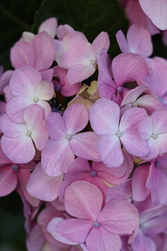 Gros plan sur une fleur d'hortensia (Hydrangea) rose en pleine floraison