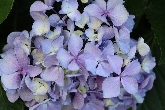 Gros plan sur une fleur d'hortensia (Hydrangea) violette et bleue en pleine floraison