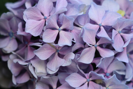 Gros plan sur une fleur d'hortensia (Hydrangea) violette et bleue en pleine floraison