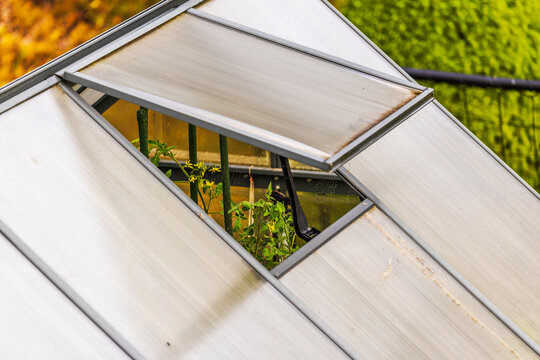 Close-up view of greenhouse roof with open ventilation window and tomato plants growing inside. Sweden.