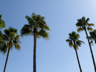 Tall palm trees against a clear blue summer sky, photographed from below with generous negative space, creating a minimalist tropical scene for travel, vacation, tourism and summer concepts. © Aesira Studio
