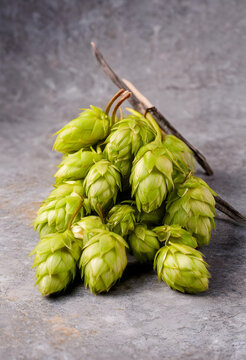 Fresh green hop cones with a dried vanilla bean on a rustic gray stone background for brewing and flavoring, the natural textures and colors create an earthy and authentic still life composition