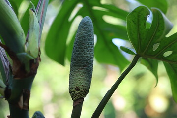 Fruit comestible de Monstera deliciosa poussant au milieu du feuillage tropical © Joachim Martin