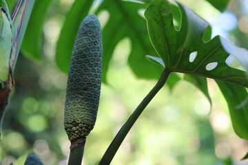 Fruit comestible de Monstera deliciosa poussant au milieu du feuillage tropical © Joachim Martin