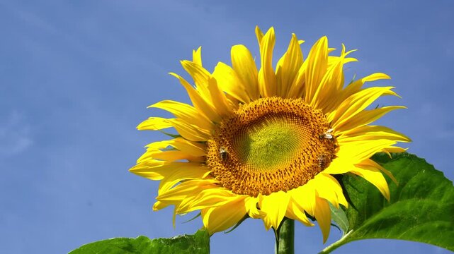 Busy honeybees gathering sweet nectar from a vibrant sunflower, highlighting the crucial role of bees in pollination and supporting plant growth. 4k video with copy space.