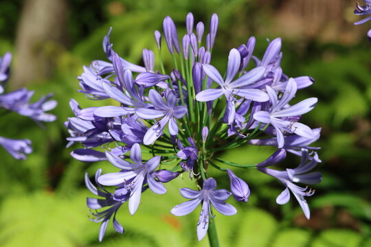 Fleurs d'agapanthes bleues violettes en gros plan &agrave; Mad&egrave;re au Portugal
