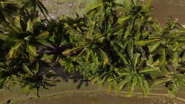 Cinematic aerial view of palm tree road leading to Tibumana Waterfall in Bangli Bali &ndash; Breathtaking drone shot of asphalt road lined with coconut palms and rice fields in daylight, Indonesia 4k UHD