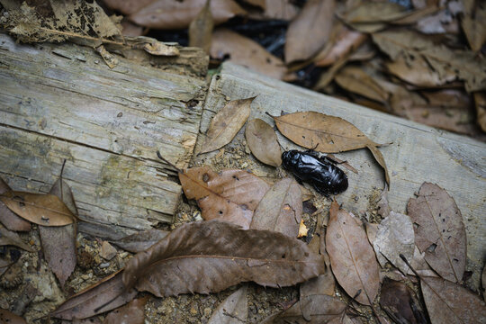 Large Shiny Black Beetle on Weathered Fallen Log Surrounded by Dry Fallen Leaves on Forest Floor
