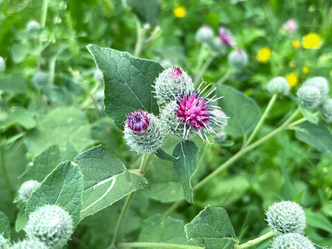 Burdock Plant with Purple Flowers in Meadow