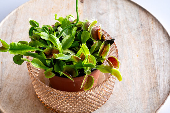 A close-up of a Venus flytrap (Dionaea muscipula) showing its open toothed traps with red interiors in a woven copper pot on a wooden table a striking carnivorous houseplant.
