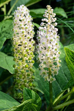 upright flowering spike of Indian pokeweed (Phytolacca acinosa) 