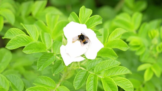 White rose blooms peacefully in green foliage. Soft petals curve gently, creating delicate beauty. Lush leaves with serrated edges frame the flower. This close-up suits spring gardening projects