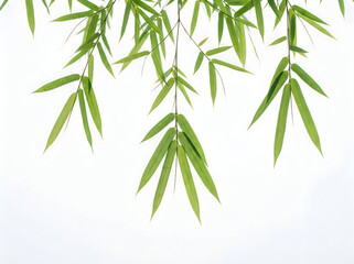 Fototapeta premium Bamboo leaves on white background