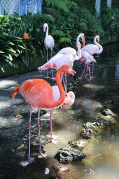 Groupe de flamants roses et rouges pr&egrave;s d'un point d'eau dans un parc tropical