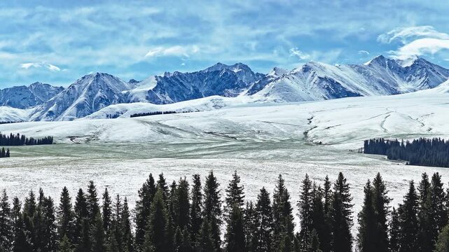Aerial view of snow-covered mountain ranges and green spruce forests in spring under a blue sky, Kalajun Grassland, Ili, Xinjiang, China.
