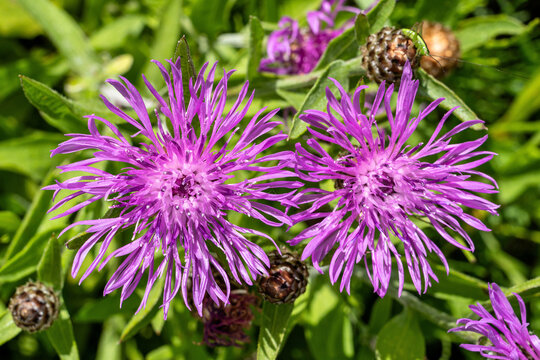 vibrant brown knapweed flower (Centaurea jacea)