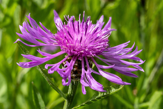 vibrant brown knapweed flower (Centaurea jacea)