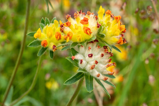 flower heads of common kidney vetch (Anthyllis vulneraria)