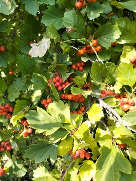 Ripe red hawthorn berries on branch with green leaves for natural herbal medicine and supplement branding