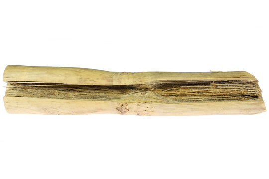 dried sugarcane stalk isolated on white background